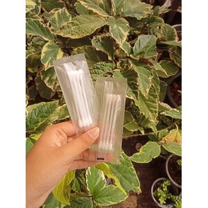 สำลีก้านอนามัย