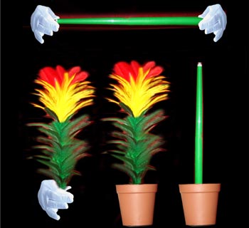 Cane to Flower and Flower to Cane in Pot (Tora)