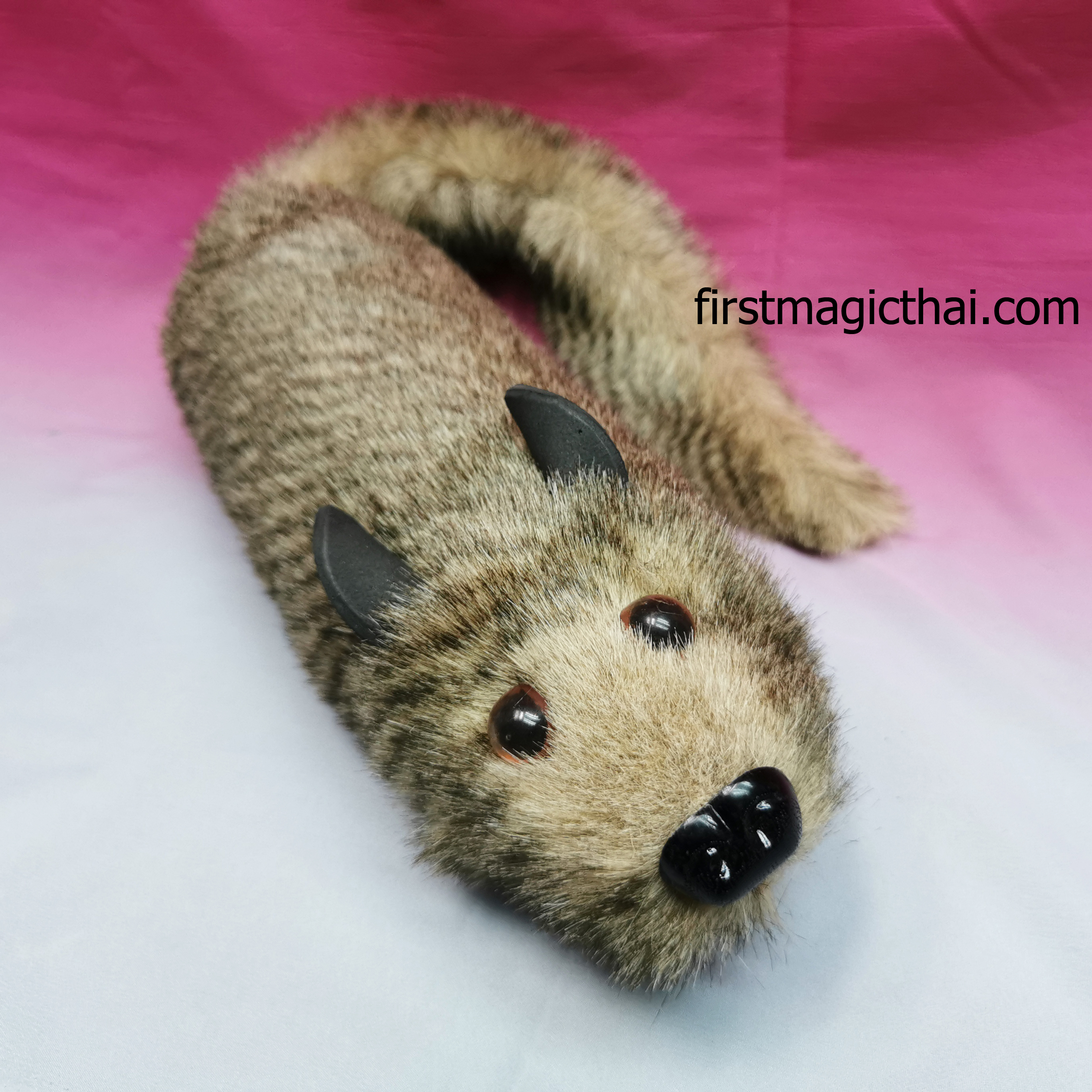 แรคคูน รุ่น ขนสั้น