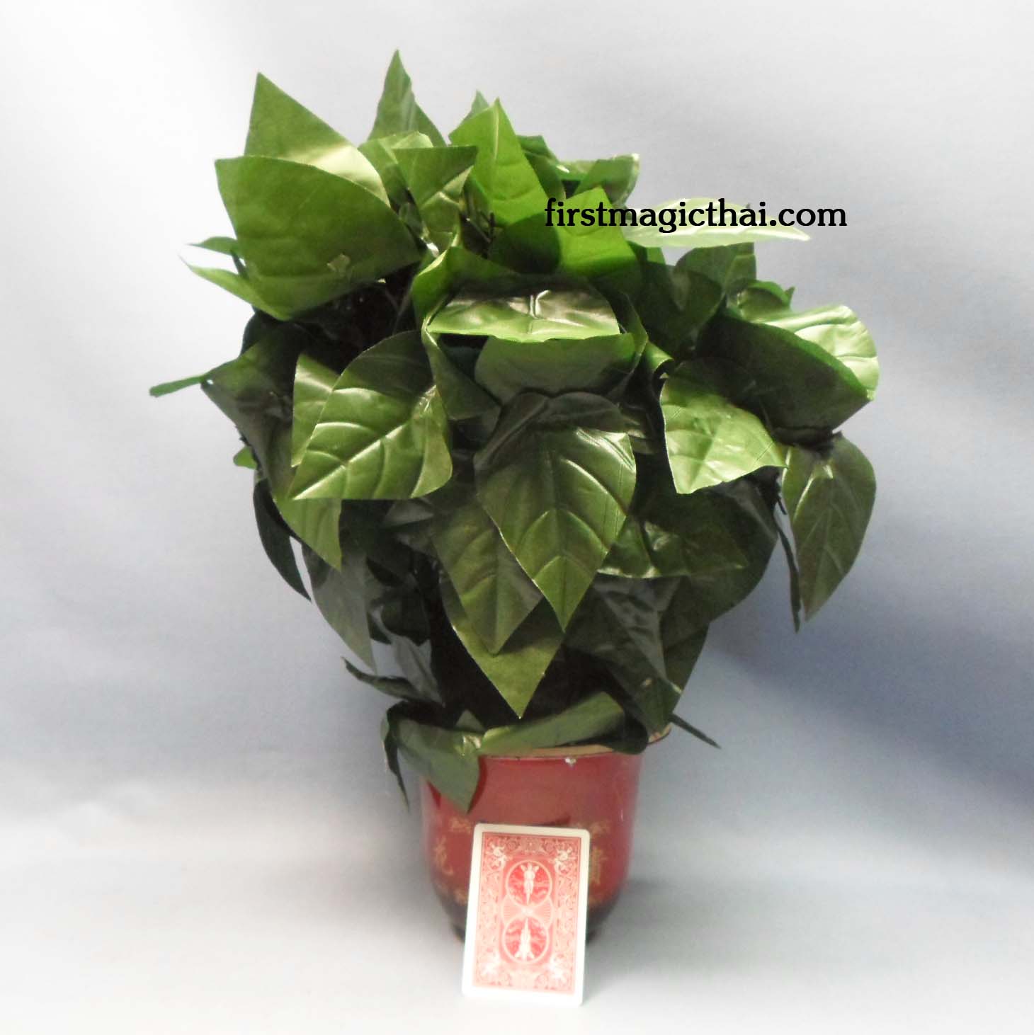 เสกดอกไม้ พร้อม กระถาง 10 ดอก (แบบประหยัด)