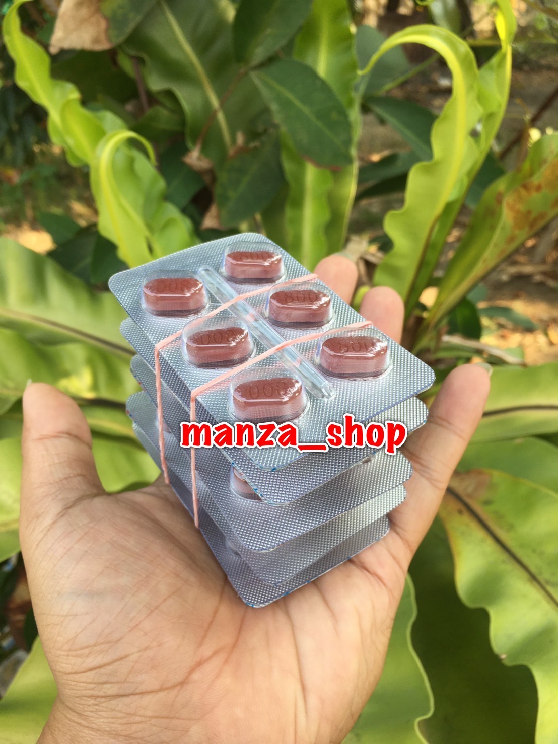 หมาแดง (หมาป่าแดง Red Wolf)