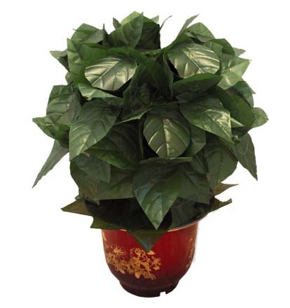 เสกดอกไม้ พร้อม กระถาง 10 ดอก (รีโมท)