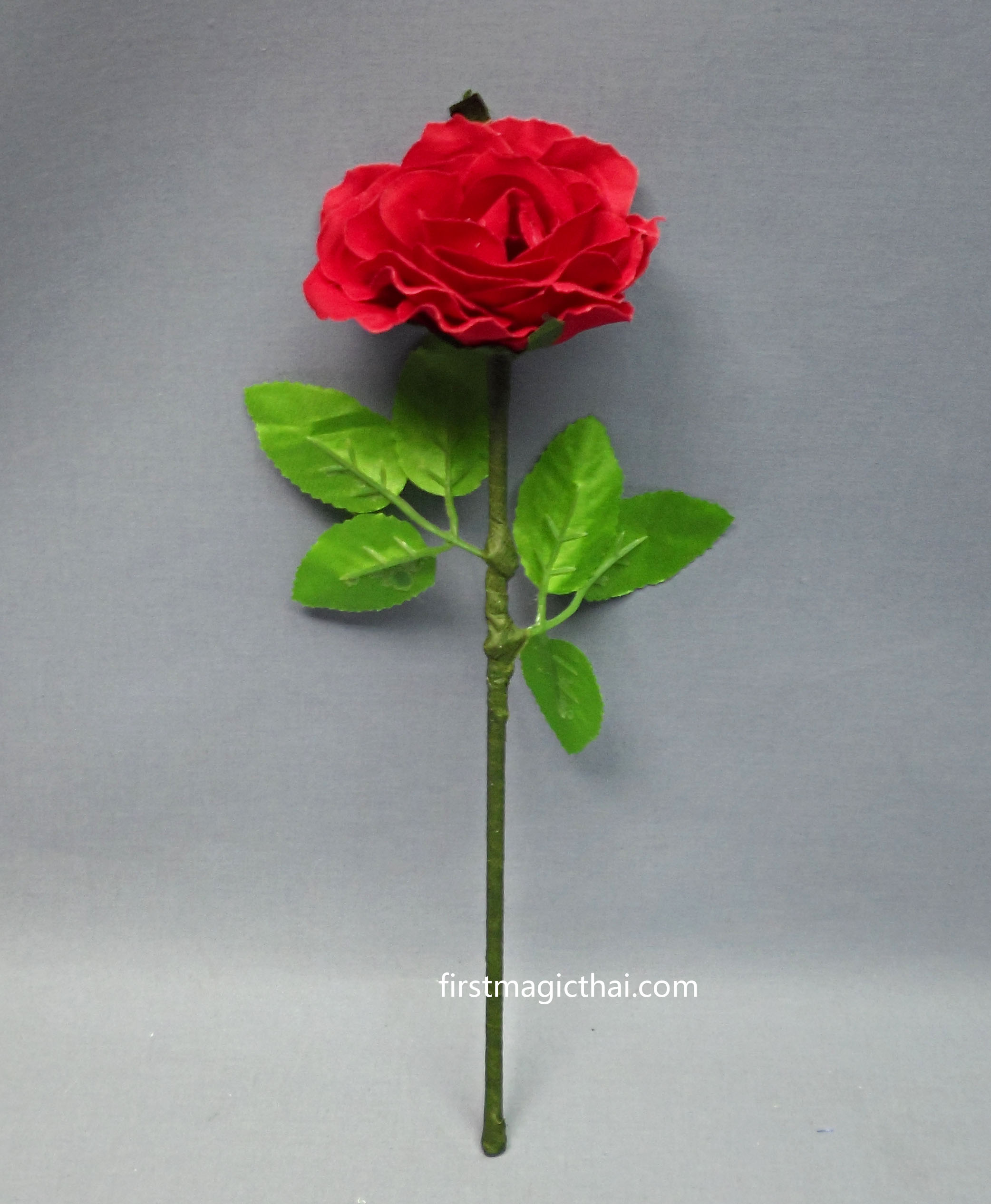 ดอกไม้ทวีคูณ เปลี่ยนสี / Magic Rose