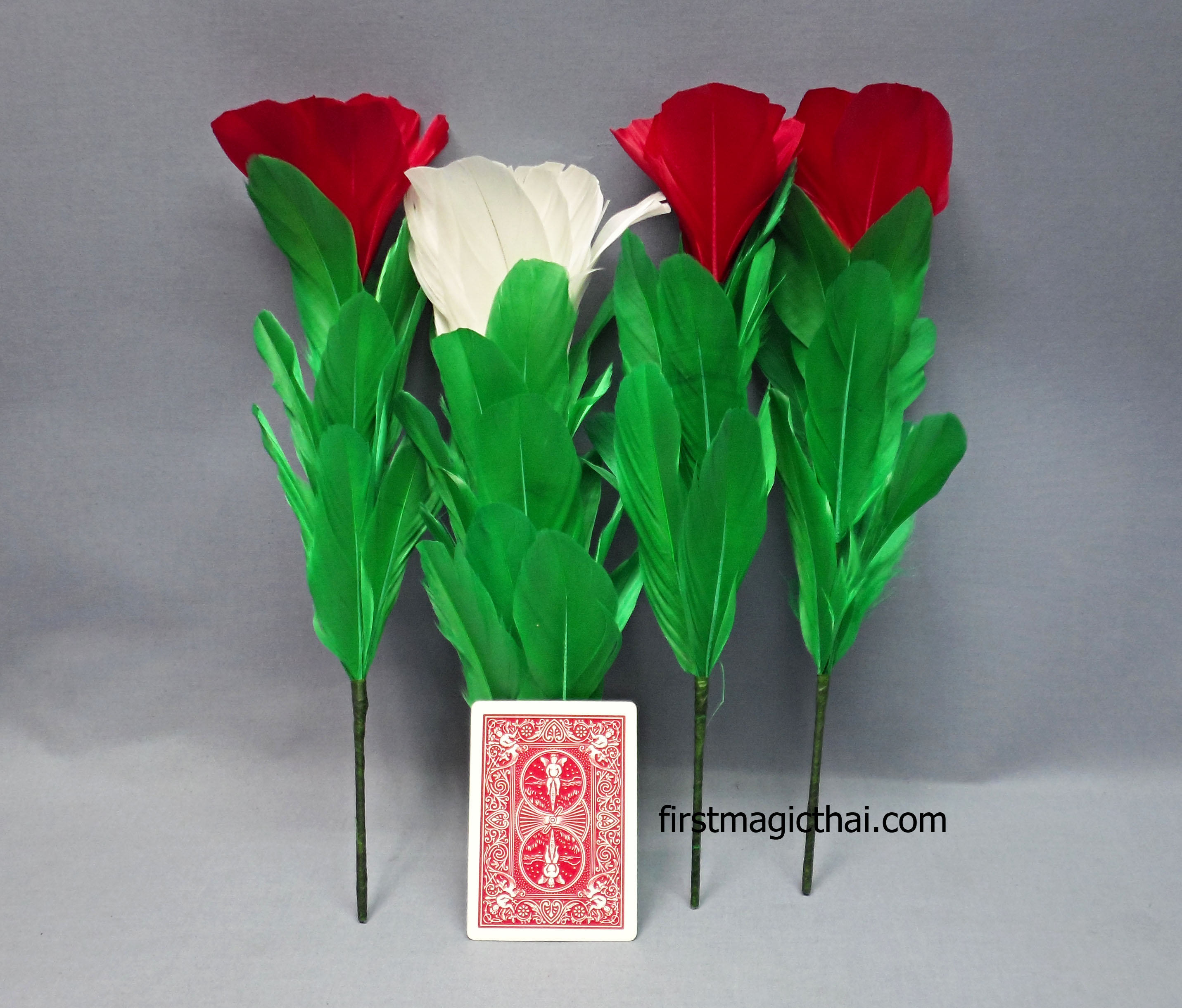 ดอกไม้ทวีคูณ สีขาวเป็นแดง 1เป็น4