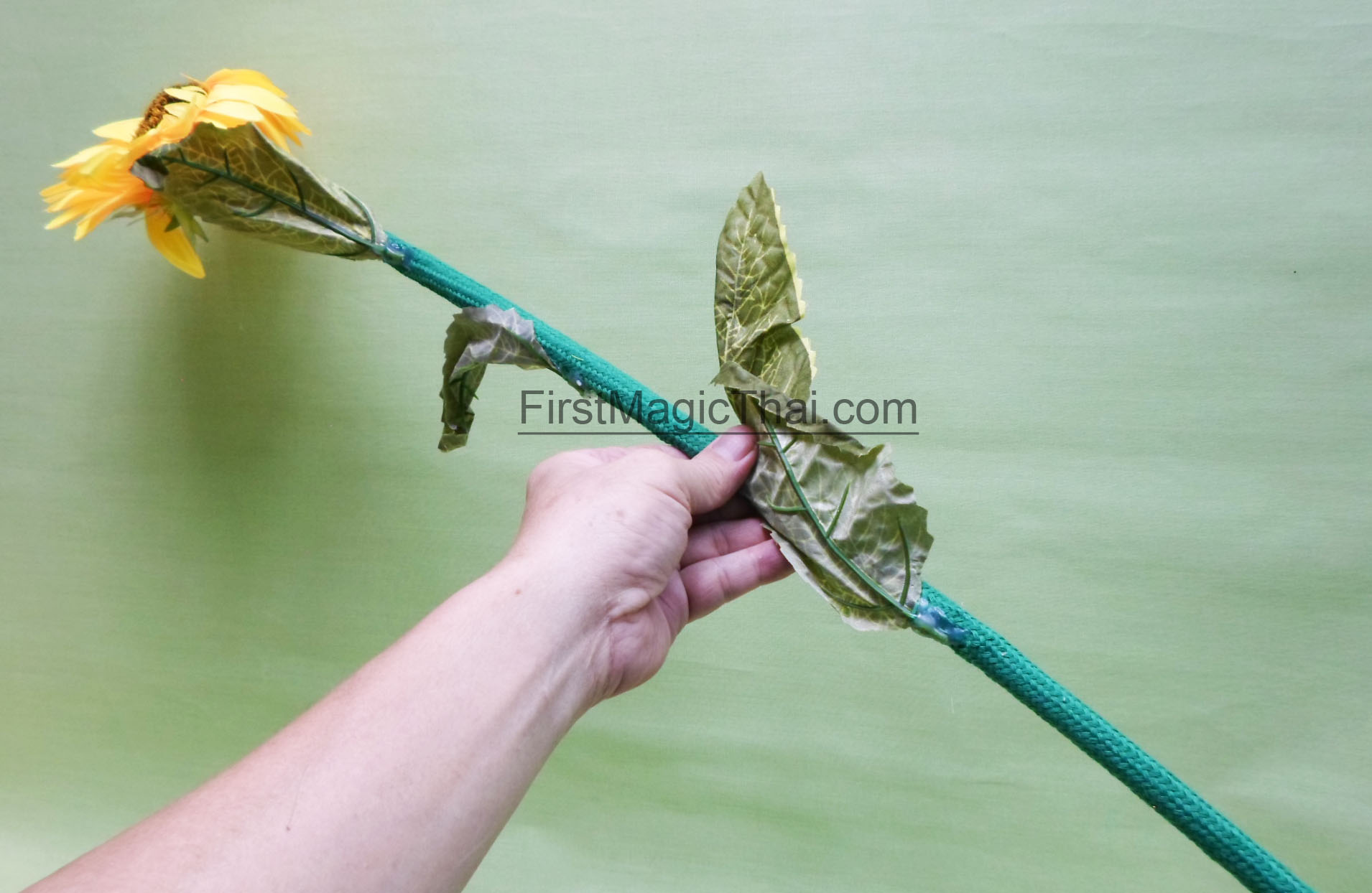 Stiff Sunflower (ทานตะวัน ตั้ง-งอ)