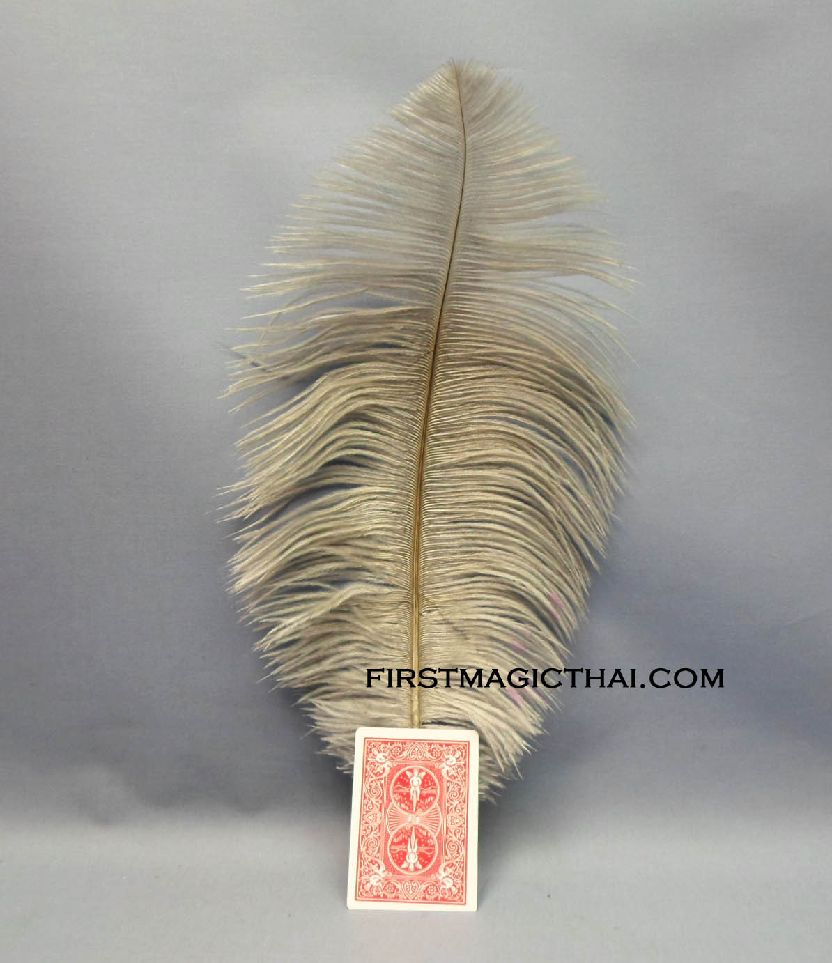 เสกดอกขนไก่ สีเทา / Magic Feathers