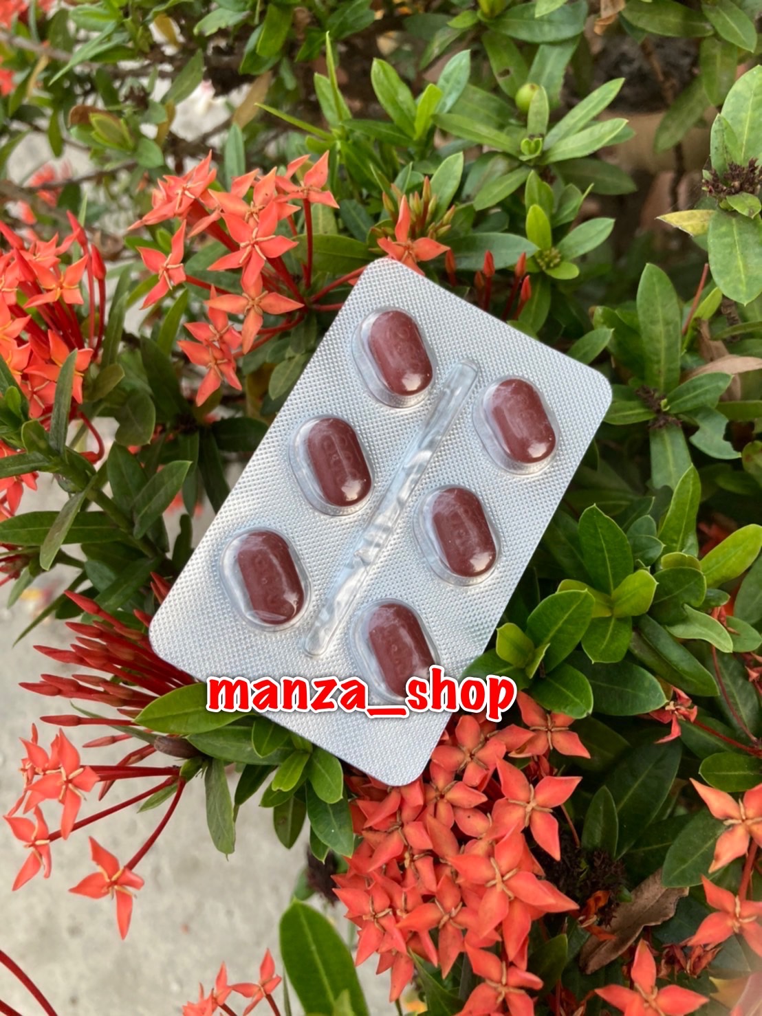 หมาแดง (หมาป่าแดง)