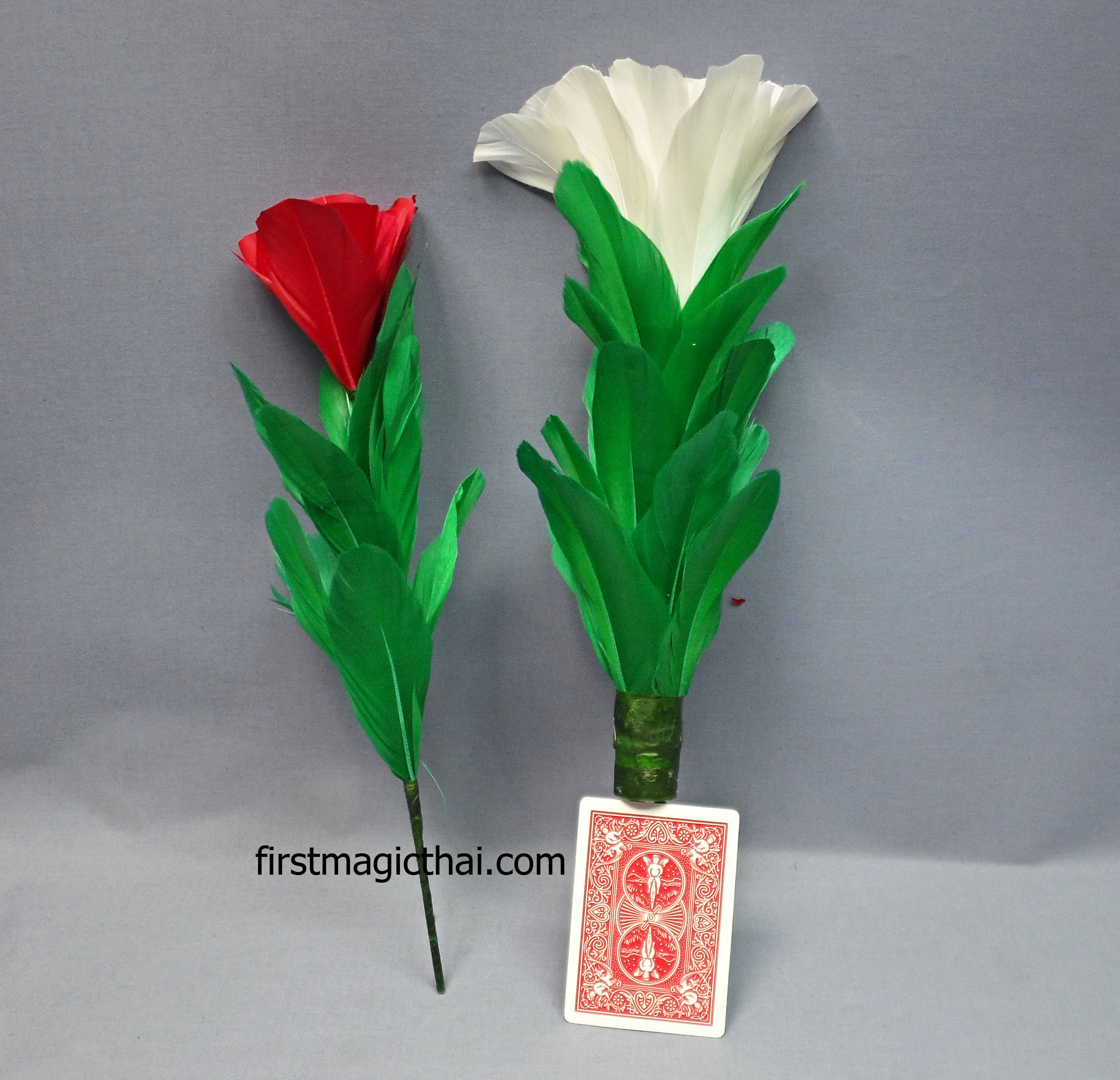 ดอกไม้ทวีคูณ สีขาวเป็นแดง 1เป็น4