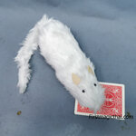 หนูขาวมีเสียง / rat puppet