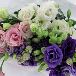 ดอกไลเซนทัส (Lisianthus) ดอกไม้มิตรภาพที่ยั่งยืนและความทรงจำที่ดี