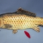เสกปลา ไซซ์กลาง / Appearing Fish medium