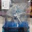Asuna Undine Ver. (Alter)