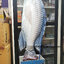 เสกปลา ยาว 1.26 เมตร กระดิกหางได้ / Appearing Fish 1.26meter