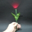 ดอกไม้ไฟ เปลี่ยนสี / Fire Rose