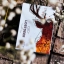Lost Deer Jungle Edition Playing Cards