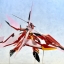 Shinonono Houki Akatsubaki 1/8 Amiami