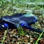 AquaMax Eco Premium 4000