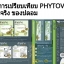 Phytovy ดีท็อกซ์