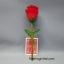 ดอกไม้ แฟรช ทวีคูณ 3ดอก สีแดง รุ่นสั้น / RED Three Rose